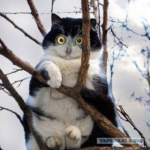 Кот во дворе.