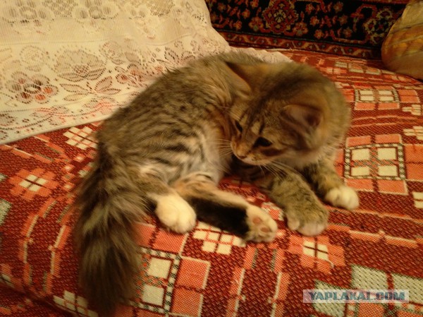 Котовторник 10.06.2014