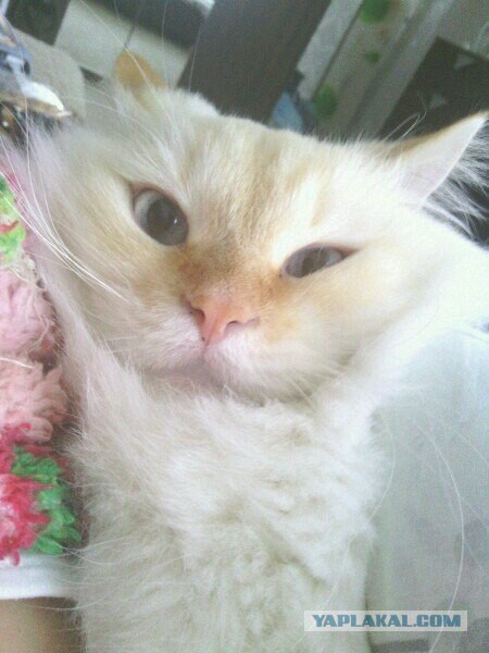 Котовторник  08.07.2014