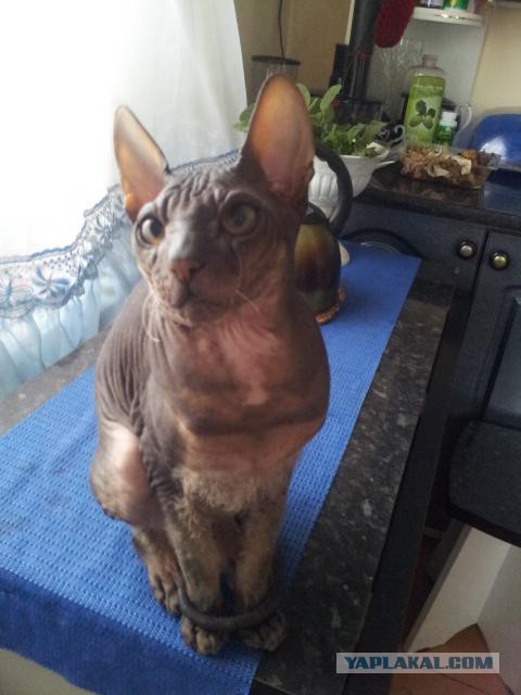 Котовторник 22.07.14