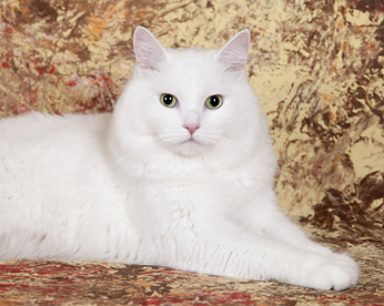 Самые популярные клички кошек и котов