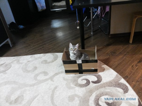 Если бы коты писали смс 2