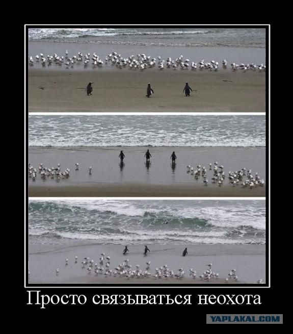 Подборка демотиваторов