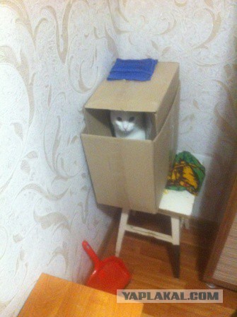 Эта котявка думает, что спряталась
