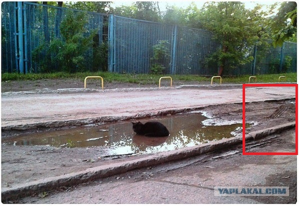 Какой то неправильный кот