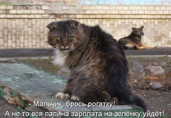 Картинки из сети