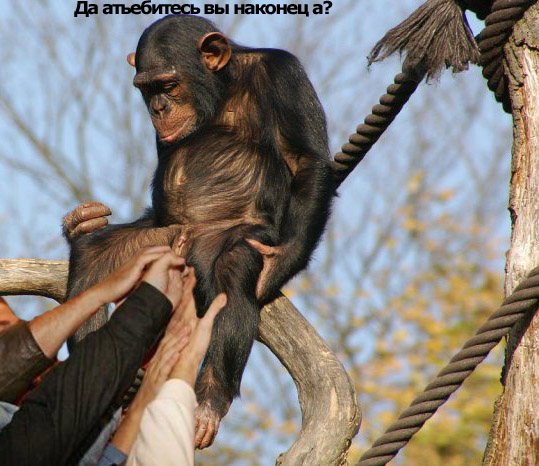 Грустный самец