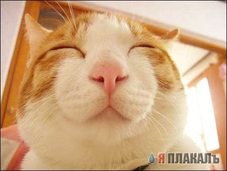 Коты, кошки, котята