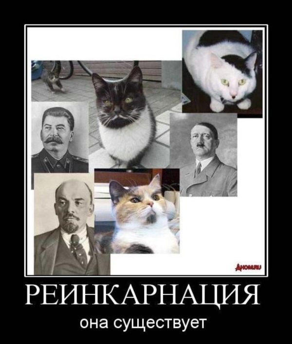 Демы без Темы