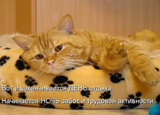 Мохнатые беспредельщики