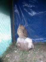 Филин отпугивает кота