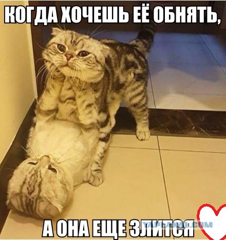 Смешные комментарии из социальных сетей 10.02.2017