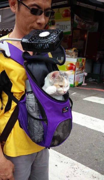 Коты и Кошки