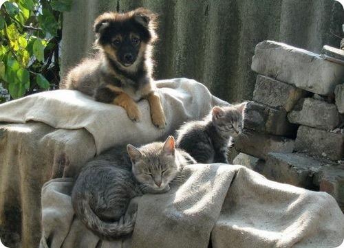 Коты и Кошки