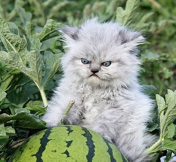 Коты и Кошки
