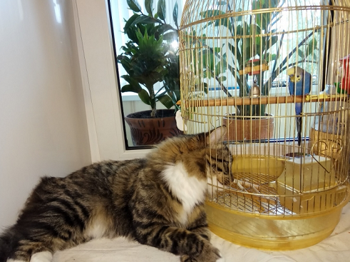 Котовторник  13.02.2018
