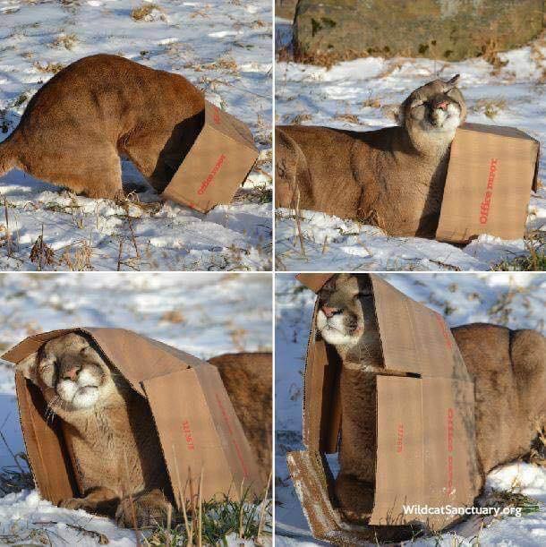 Живность из сети