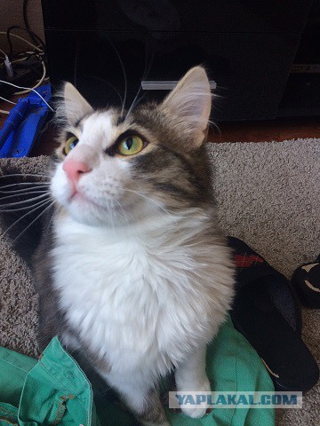 Котовторник 24.04.2018