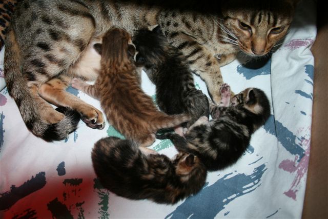 Прикольные коты на среду! ОЧЕНЬ МНОГО! Часть 2