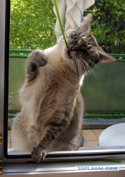 УРРААА ! Котовторник на ЯПлакалъ !