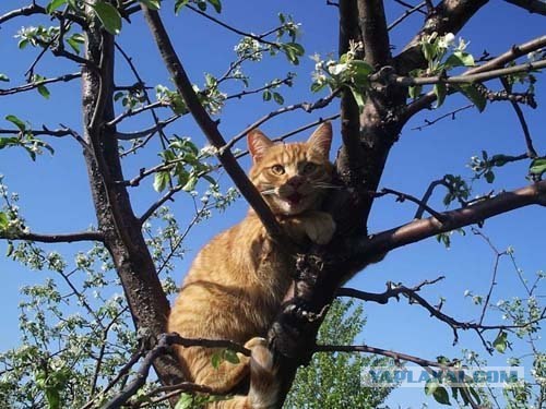 Котовторник на ЯПлакалъ