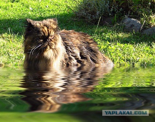Котовторник на ЯПлакалъ: Кото и кто-то!