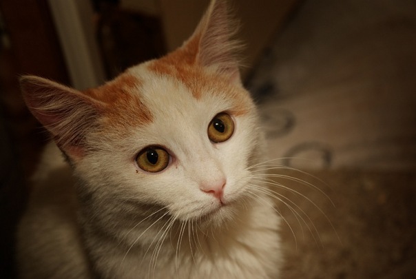 Котовторник!
