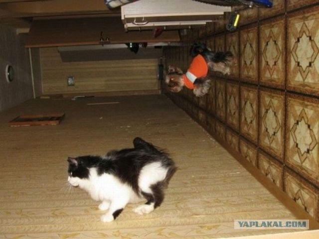 Это у котов-то эмоций не бывает?!