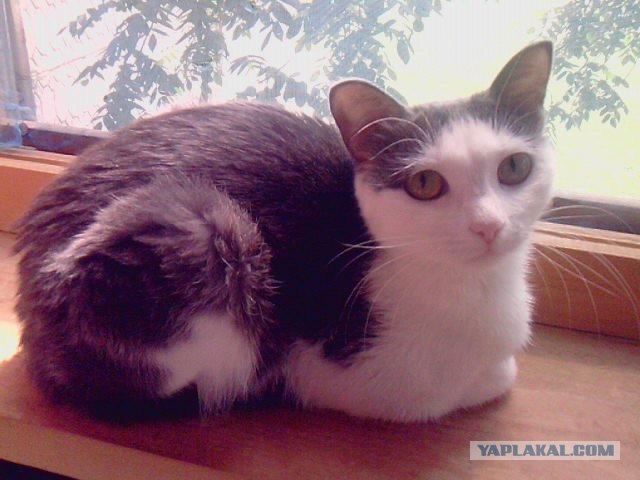 С котовторником !