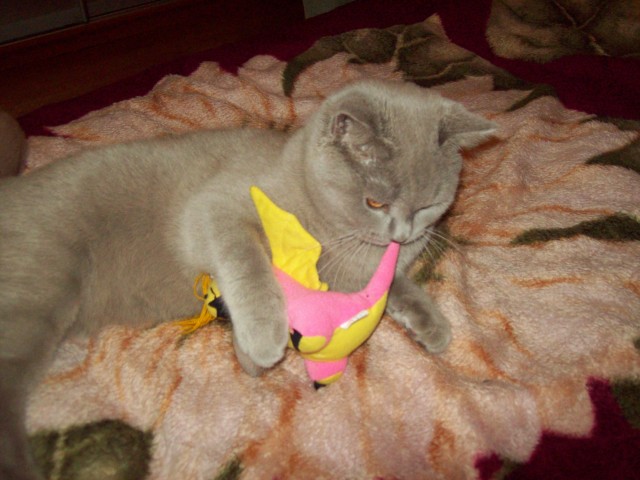 Первый КОТОВТОРНИК 2012