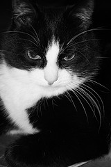 Котовторник (07.02.2012)