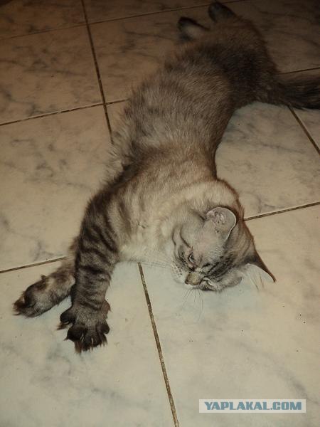 Котовторник (15.05.2012)