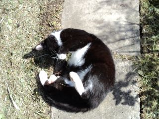 История одного кота