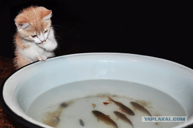 Рыбный кот