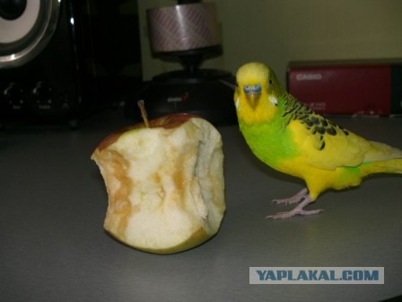 любительская фотография