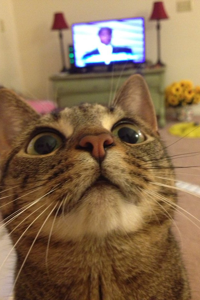 Котовторник 23.07.2019.