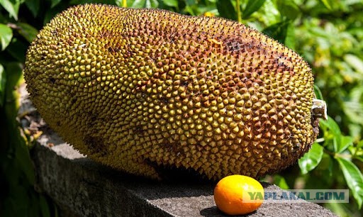 Ты зачем ешь мою вкусняху? А ну ка отдай!