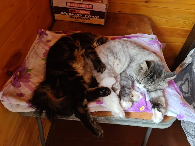 Котовторник 13.10.2020