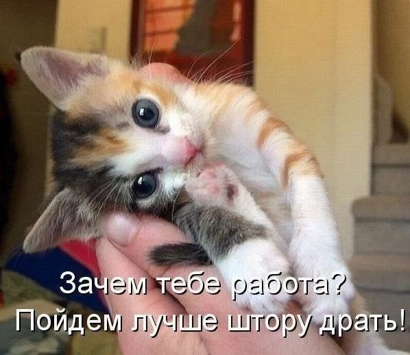 Картинки о животных, прямо и косвенно