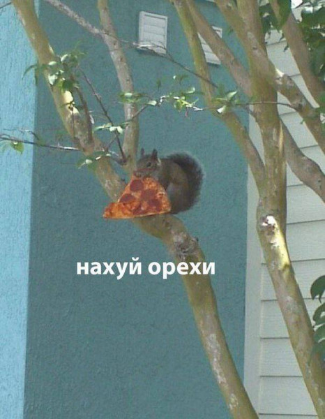 Немного забавных картинок