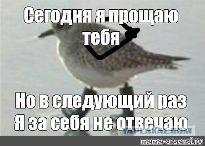 Штош. Штош Мем. Птица штош. Голубь штош Мем