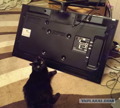 Головоломка для кота