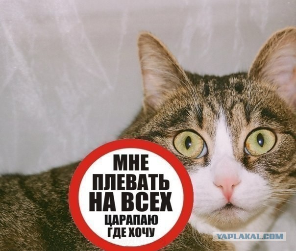 Котовторник 23.04.2013