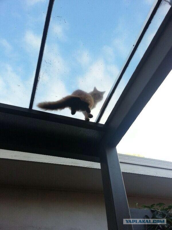 Котовторник 30.04.2013