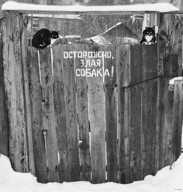 Жизнь домашнего приюта "Котоленд" 423