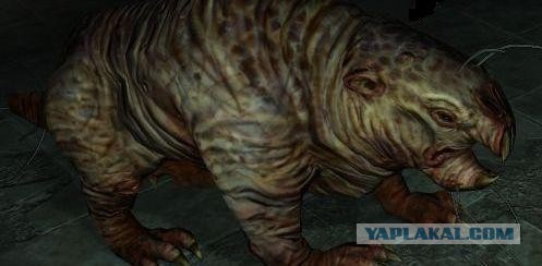 Знакомьтесь - капибары