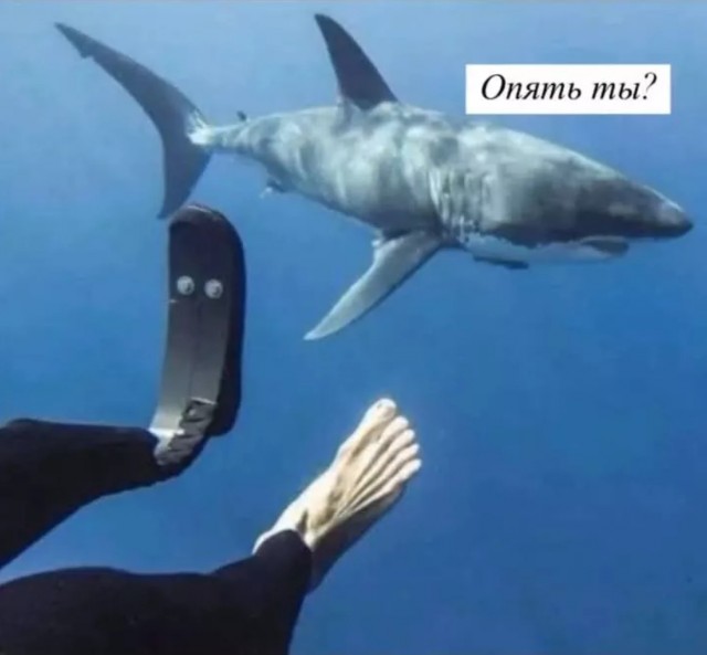 Акулы, обстановка