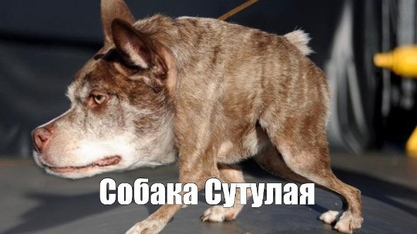 Что за зверюга кто знает?
