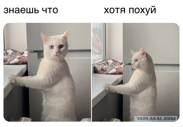 Не мой пиздюк