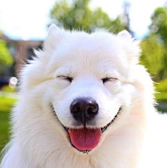 DJ Smash - нефть